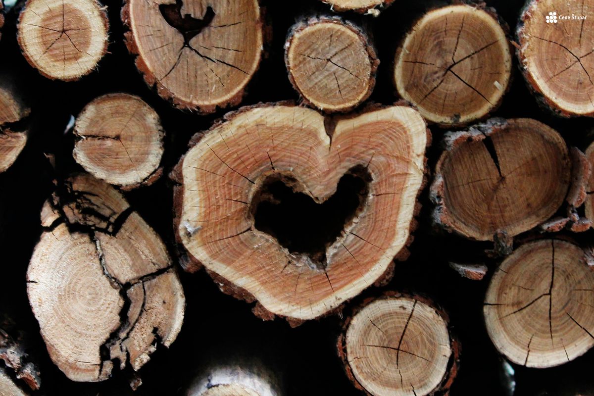 Skladovnica drv. Projektna slika LifeLongWood Interreg SI-AT.